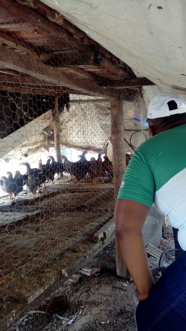 avicultura Bauxi 22